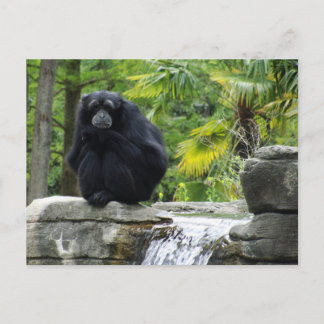 Primaat en waterval briefkaart