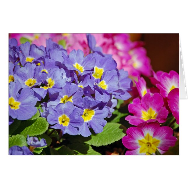 Primes roses et violettes (Devant horizontal)