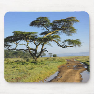 Primitieve onverharde weg en acaciaboom, Lake Naku Muismat