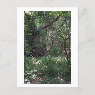 Primordiaal Forest Custom Louisiana Photo Briefkaa Briefkaart