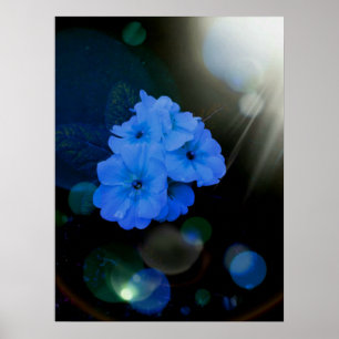 Primrosbloemen in blauw poster