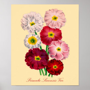  primrose afdrukken poster