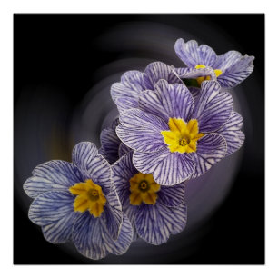 Primrose bloemen perfect poster
