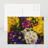 Primrose Briefkaart (Voorkant / Achterkant)