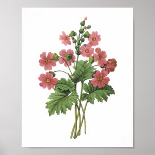 primrose (Primula sinensis) van Redouté Poster