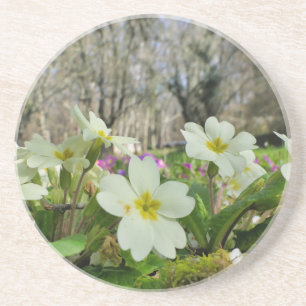 Primrose (Primula vulgaris) Zandsteen Onderzetter