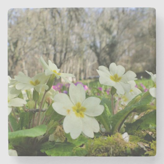 Primrose Stone Onderzetter (Voorkant)