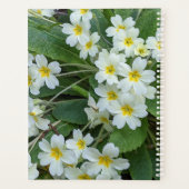 Primroses blanches aux centres jaunes Floral (Dos)