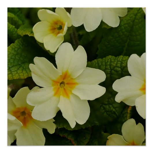 Primroses-Poster Perfect Poster (Voorkant)