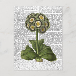 Primula Auricula Blue Briefkaart
