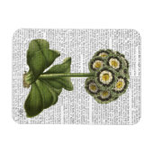 Primula Auricula Blue Magneet (Horizontaal)