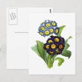 Primula Auricula - Cowslip - Pierre Joseph Redoute Briefkaart (Voorkant / Achterkant)