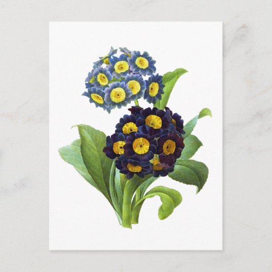 Primula Auricula - Cowslip - Pierre Joseph Redoute Briefkaart (Voorkant)