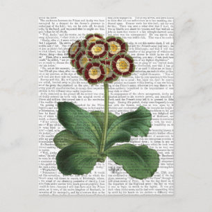 Primula Auricula Red Briefkaart