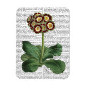 Primula Auricula Red Magneet (Verticaal)