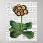Primula Auricula Red Poster (Voorkant)