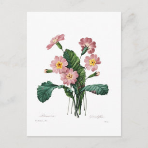 Primula Briefkaart