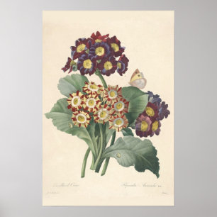 Primula Canvas afdrukken Poster