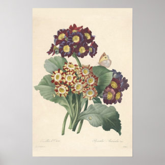Primula Canvas afdrukken Poster