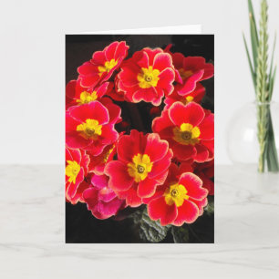 Primula in de lente feestdagen kaart