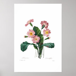Primula Poster