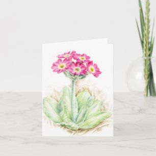 Primula primrose roze Botanische kunst kaart