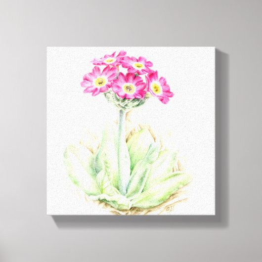 Primula roze canvas fine art wrap print (Voorkant)