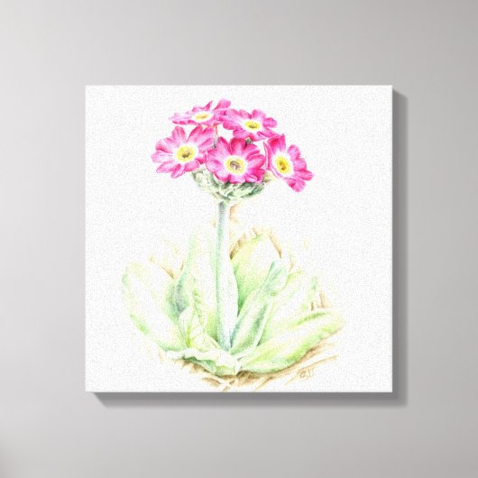 Primula roze canvas fine art wrap print (Voorkant)