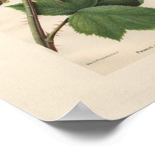 Primus Raspberry Print (Hoek)