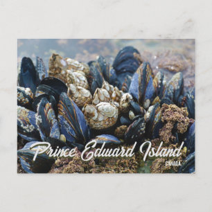 Prince Edward Island Canada Ansichtkaart Mosselen Briefkaart