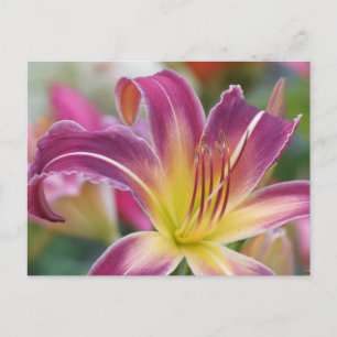 Prince of Paars - Daylily Briefkaart