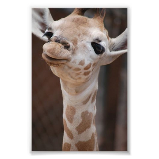 Princess 4X6 Print #1 Foto Afdruk (Voorkant)