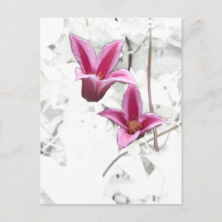Princess Diana Clematis Briefkaart