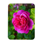 Princesse Anne Rose #1 Magnet (Vertical)