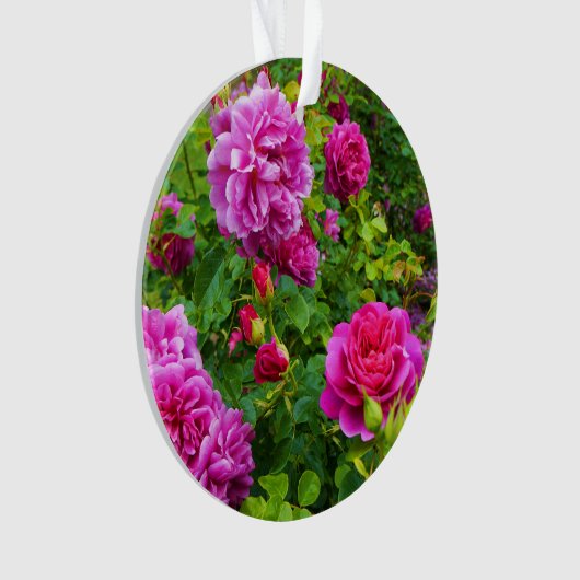 Princesse Anne Rose #2-1 (devant)