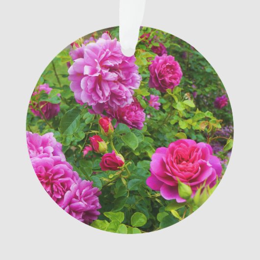 Princesse Anne Rose #2-1 (devant)