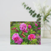 Princesse Anne Rose #2 Carte postale (Debout devant)