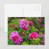 Princesse Anne Rose #2 Carte postale (Devant / Derrière)