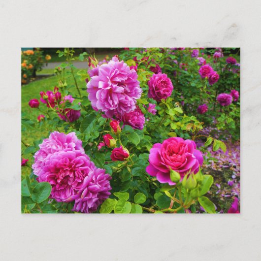 Princesse Anne Rose #2 Carte postale (Devant)