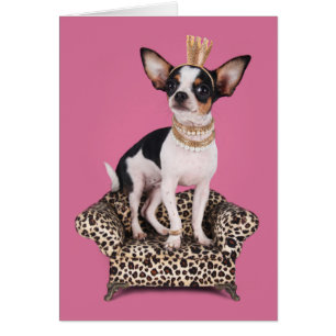 Princesse de Chihuahua