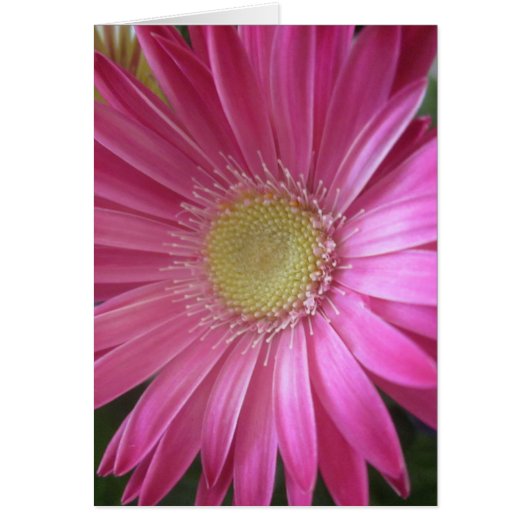 Princesse rose de marguerite (Devant)