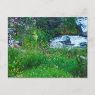 Prins van het bos briefkaart