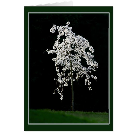 Printemps en fleurs (Devant)