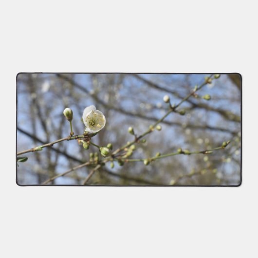 Printemps éveil, carte de fleurs de cerisier sauva (Recto)