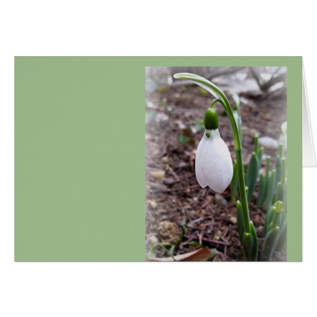 Printemps février (Devant horizontal)