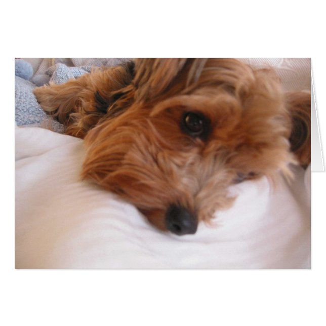 Priscilla (Voorkant Horizontaal)