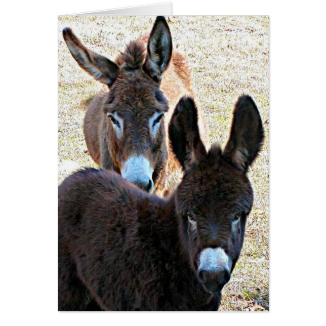 Prissy & Mama (Voorkant)