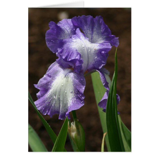 Prix Iris (Devant)