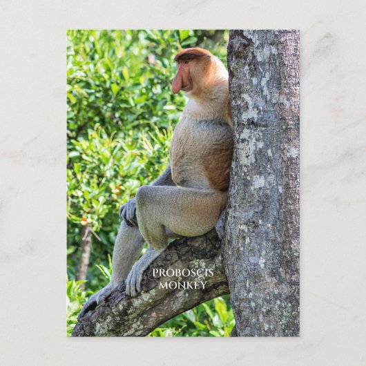 Proboscis Monkey Briefkaart (Voorkant)
