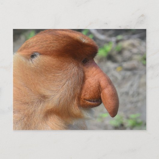 Proboscis Monkey Briefkaart (Voorkant)